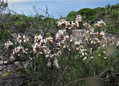 Lysinema pentapetalum