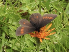 Erebia eriphyle