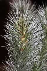 Aspalathus longifolia