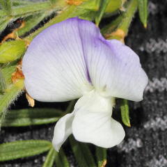 Psoralea odoratissima