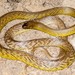 Inland Taipan - Photo (c) Scott Eipper, some rights reserved (CC BY-NC)