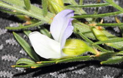 Psoralea odoratissima