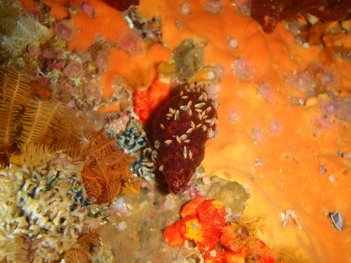 Iphimedia gibba