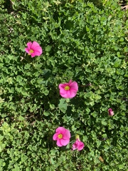 Oxalis purpurea