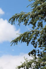 Psoralea odoratissima