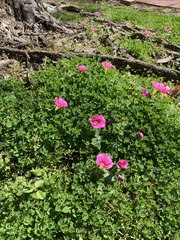 Oxalis purpurea