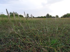 Sporobolus alopecuroides