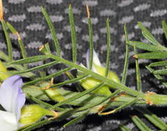 Psoralea odoratissima