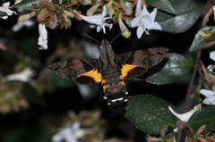 Macroglossum pyrrhostictum