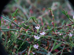 Psammophiliella muralis