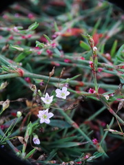 Psammophiliella muralis