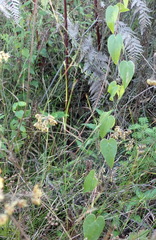 Dioscorea burchellii