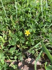 Oxalis corniculata