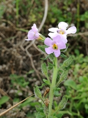 Chaenostoma campanulatum