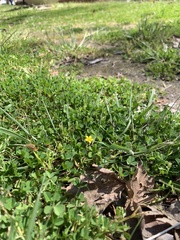 Oxalis corniculata