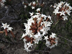 Lysinema pentapetalum