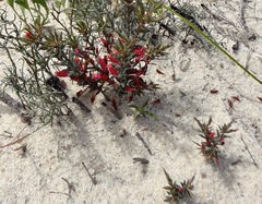 Astroloma microdonta