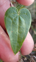 Dioscorea burchellii