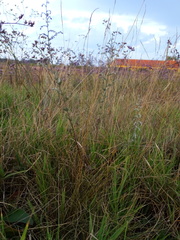 Artemisia santonicum