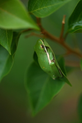 Hyla cinerea
