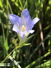 Gentiana pneumonanthe