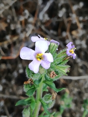 Chaenostoma campanulatum