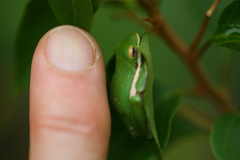 Hyla cinerea