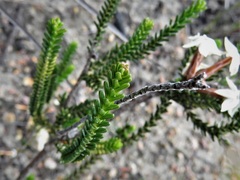 Lysinema pentapetalum