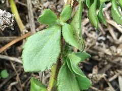 Chaenostoma campanulatum