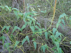 Dioscorea burchellii
