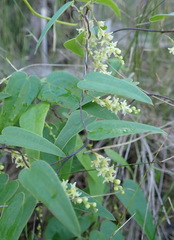 Dioscorea burchellii