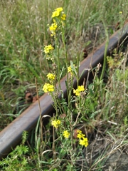 Erysimum hieraciifolium