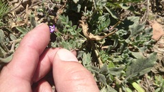 Astragalus nuttallianus austrinus