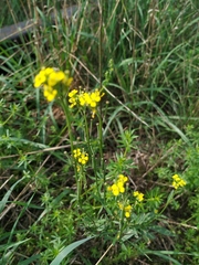 Erysimum hieraciifolium