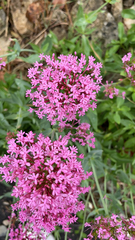 Centranthus ruber
