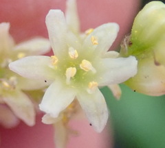Dioscorea burchellii