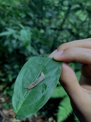 Sarasinula plebeia