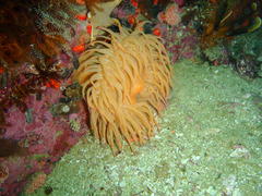 Pseudactinia flagellifera