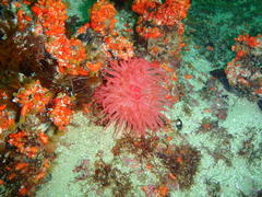 Pseudactinia flagellifera