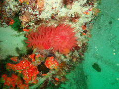 Pseudactinia flagellifera