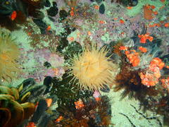 Pseudactinia flagellifera