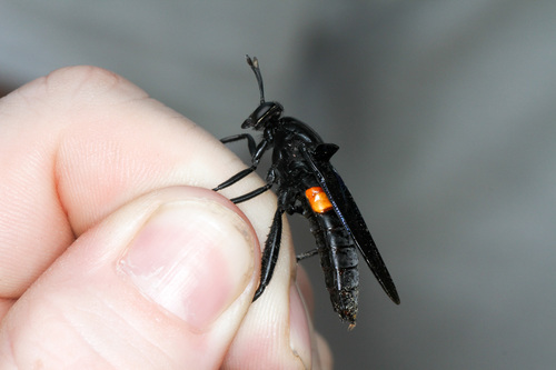 Clubbed Mydas Fly photo 3