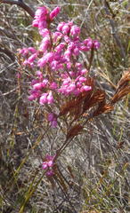 Erica palliiflora