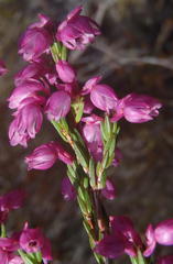 Erica palliiflora