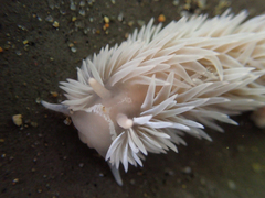 Aeolidia