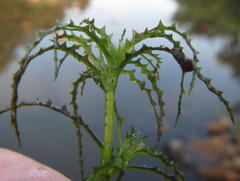 Najas horrida