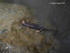 Salamandrina perspicillata