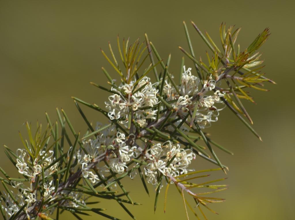 Hakea