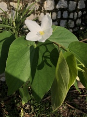 Bauhinia acuminata