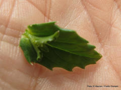 Wahlenbergia cuspidata